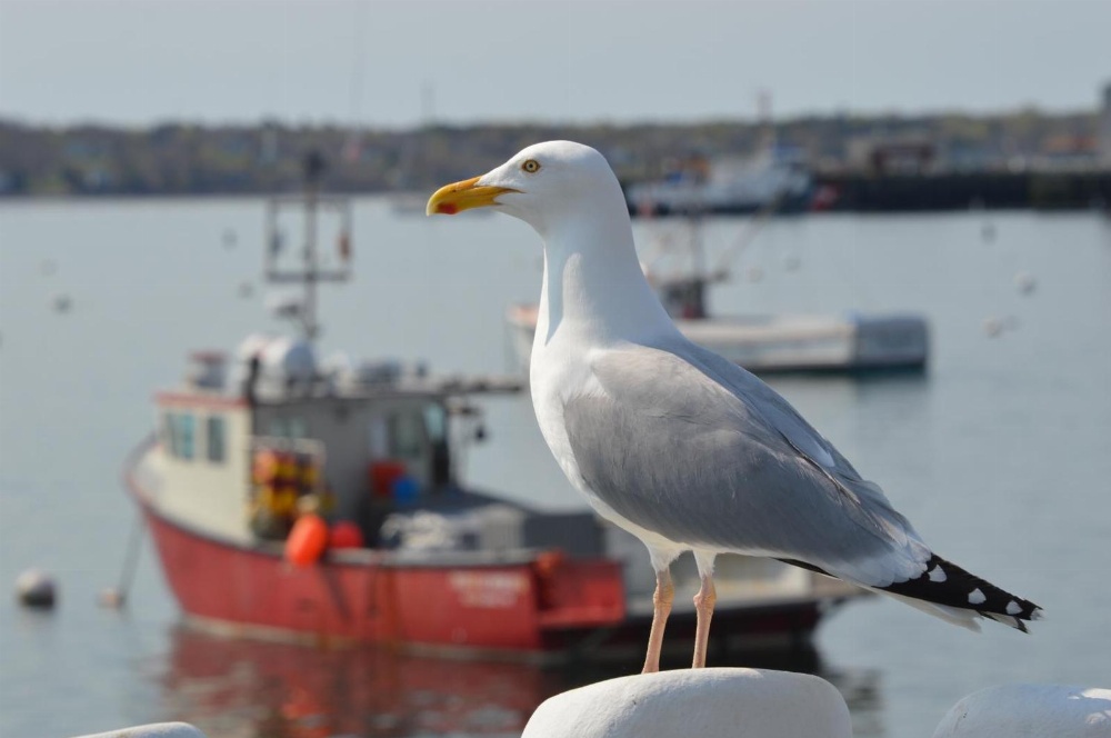 Rockland Harbor Hotel Main image